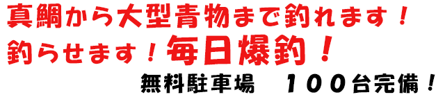 真鯛から大型青物まで釣れます！釣らせます！毎日爆釣！！